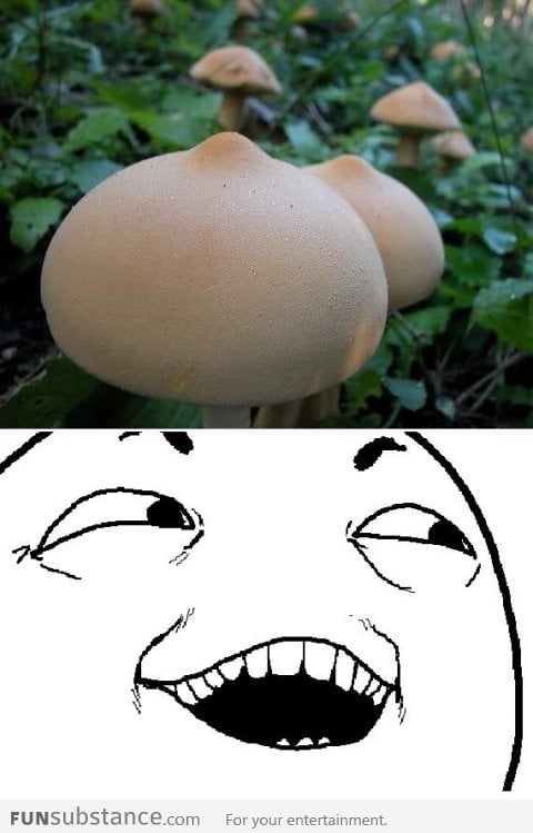 Pretty mushrooms