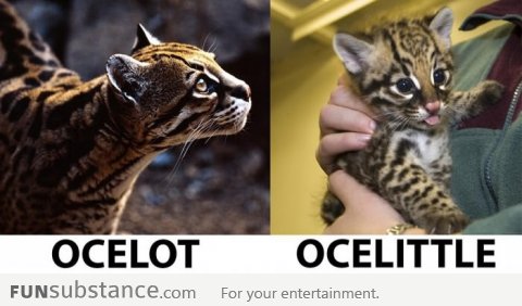 Ocelot & Ocelittle