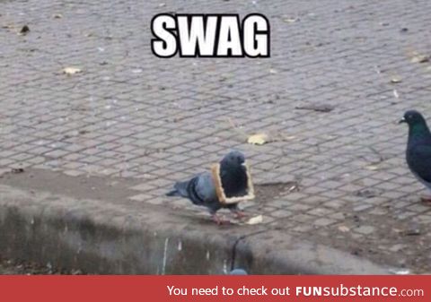 Pigeon swag