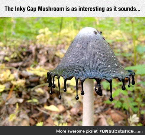 Inky cap mushroom