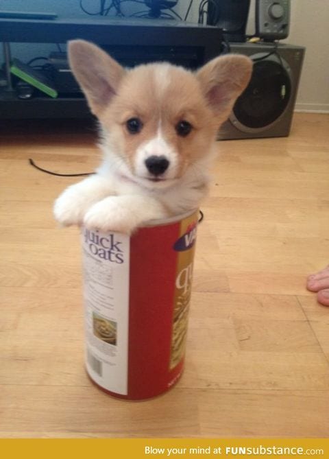 Can of Corgi