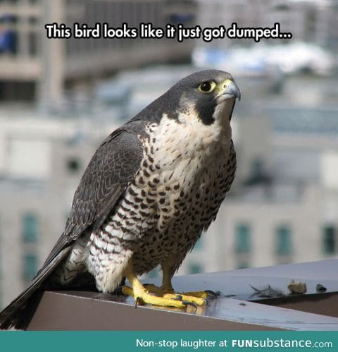 Depressed bird of prey