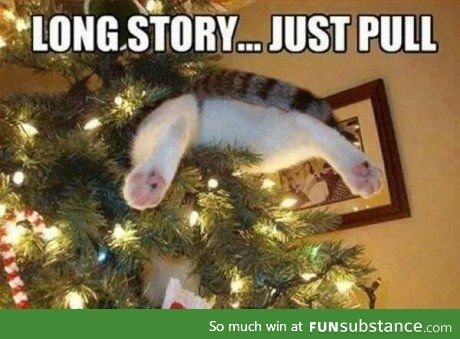 Cats and Christmas trees