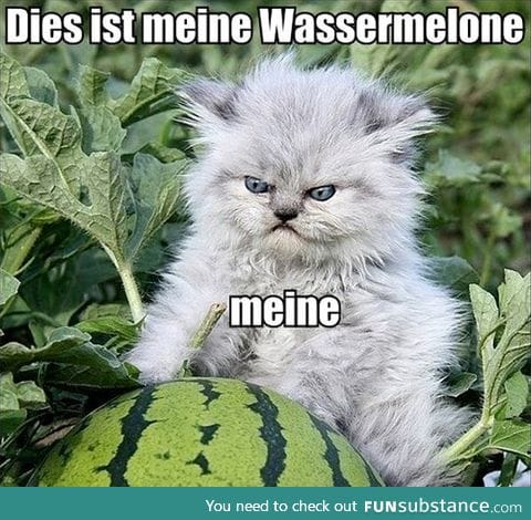 You said it, german cat