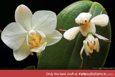 The orchid mantis