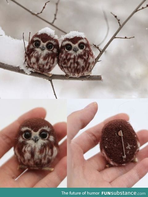 These are NOT two happy owls