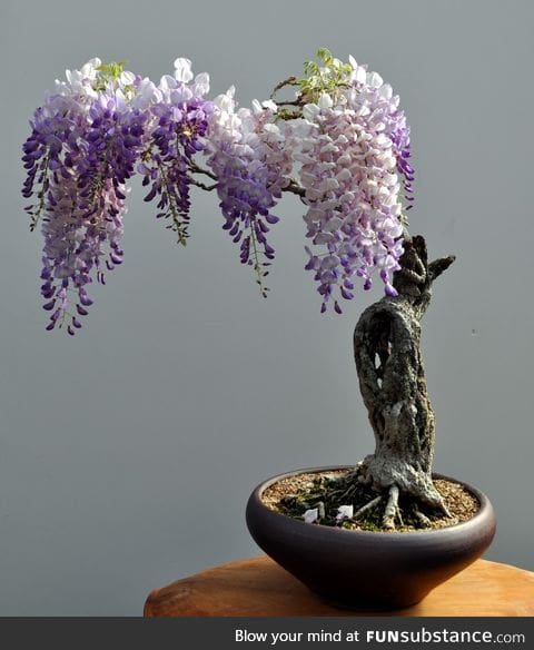 Bonsai wisteria