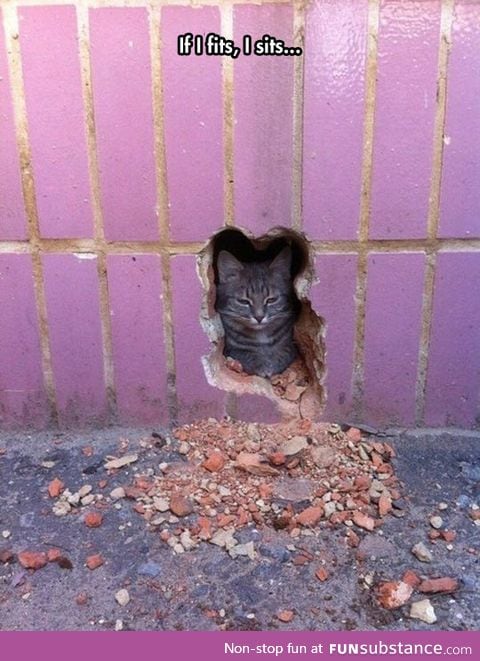 The cat in the wall