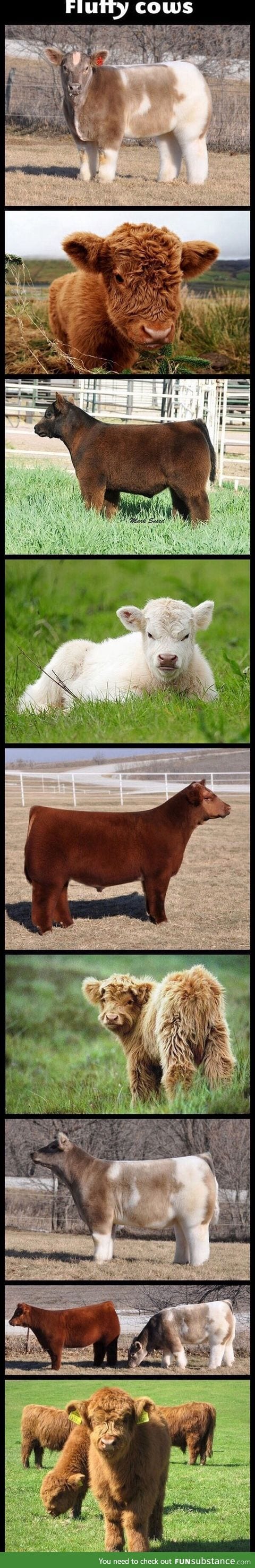 fluffy cows