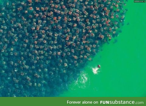 Thousands of stingrays migrating to new seas