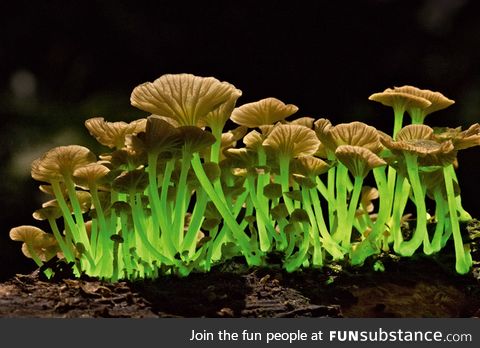 Bioluminescent mushrooms