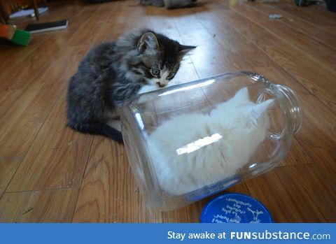 This kitten likes to 'hide' in this jar, and her brother is confused!