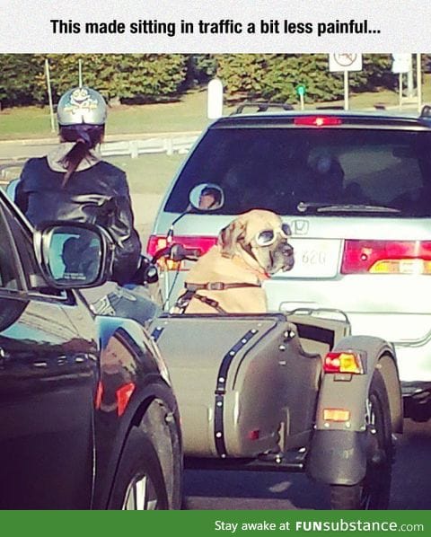 That's One Ruff Rider