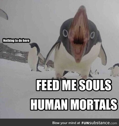 Don't feed the demon penguin