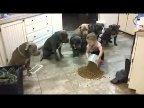 4-year-old little girl feeds 6 hungry pit bulls