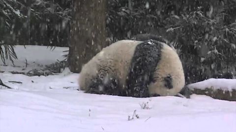 Bao bao the panda enjoys her first snow day!