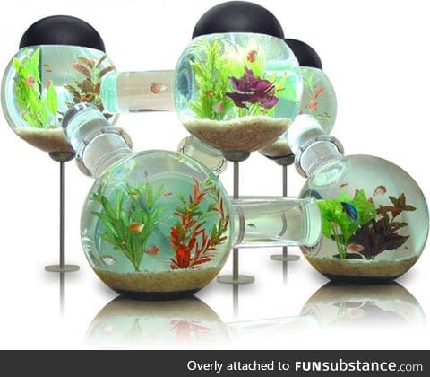 This aquarium is awesome