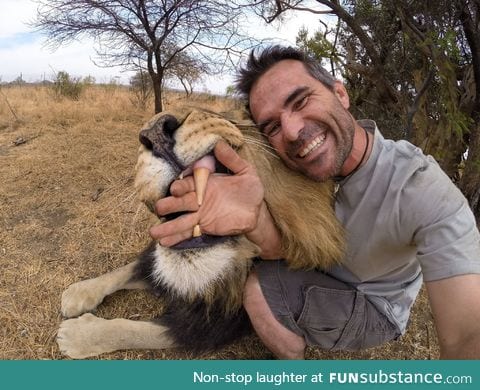 Lion teeth are huge