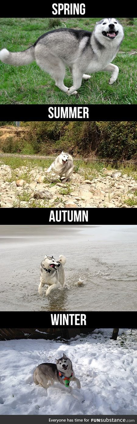 Husky during the seasons