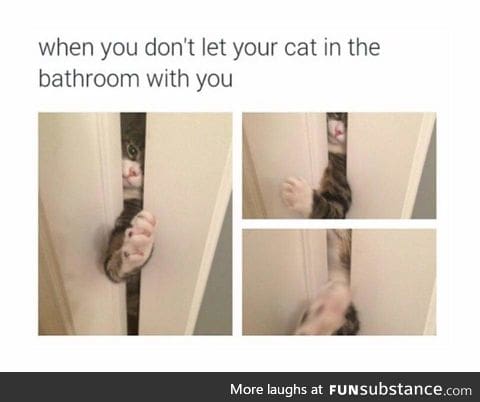 As a cat owner, this.