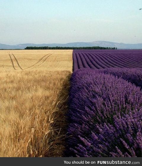 Contrast in crops