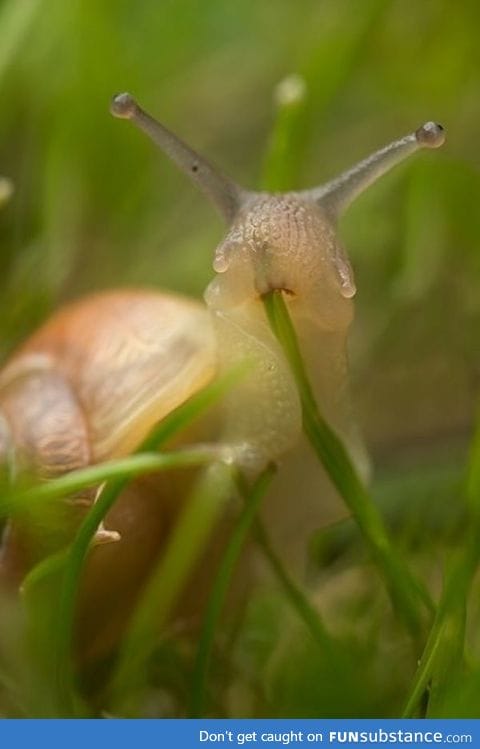 Here's a snail eating grass