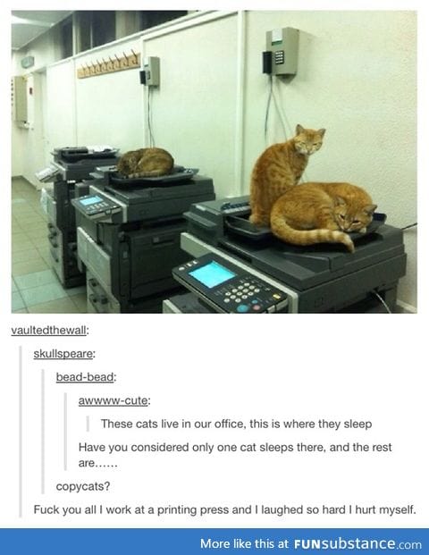 Copy Cats?