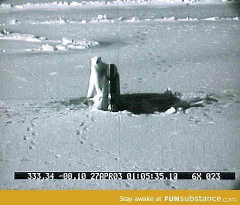 This is a pic of a polar bear attacking a US submarine, just after the sub had broken ice