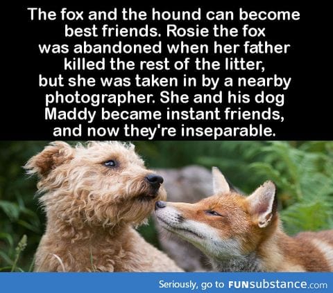 The fox and the hound can become best friend