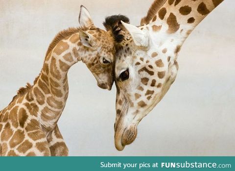 Day 79 of your daily dose of cute: We've had a tounge week, how about a parent week?