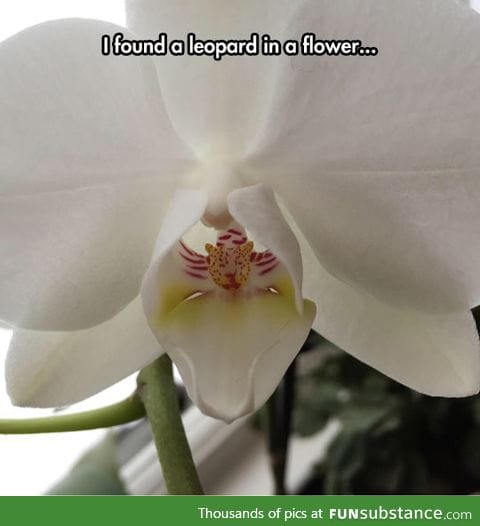 Orchids have the coolest shapes