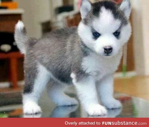This is a Pomeranian husky and it doesn't get much bigger than this