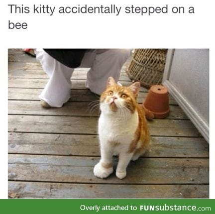Poor kitty...