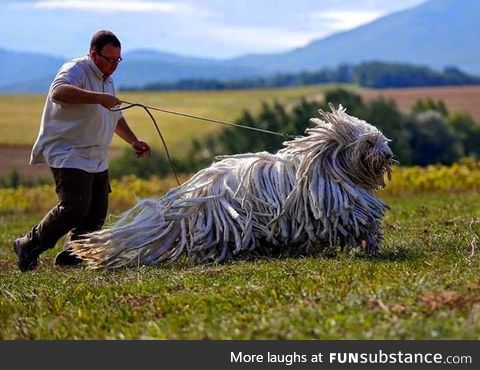 This is a Komondor, a traditional Hungarian guard dog