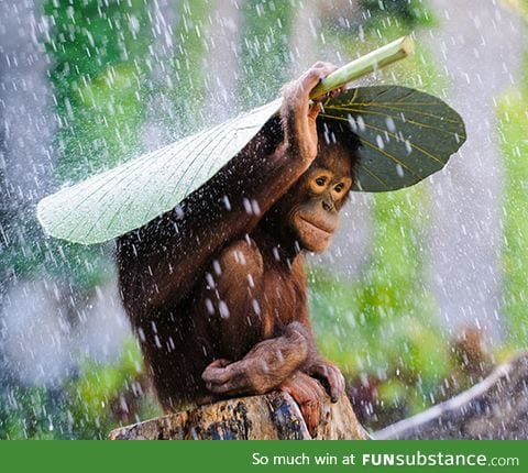 Orangutan covering himself from the rain