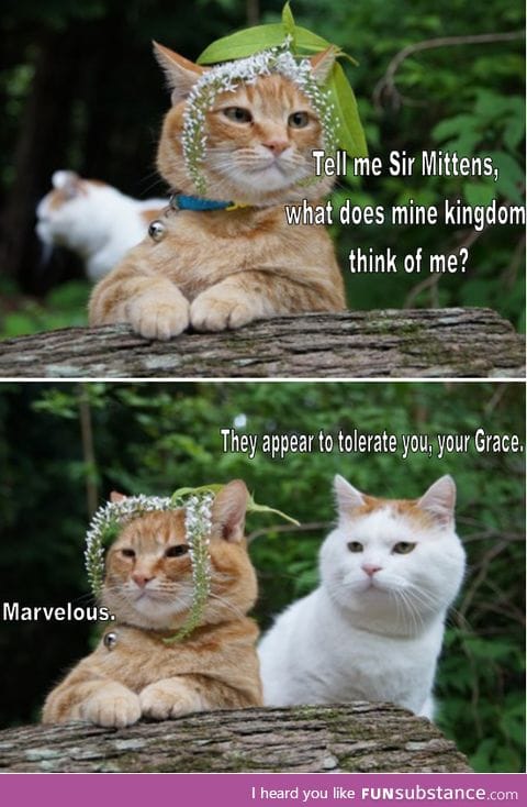 Fetch me my catnip, Sir Mittens
