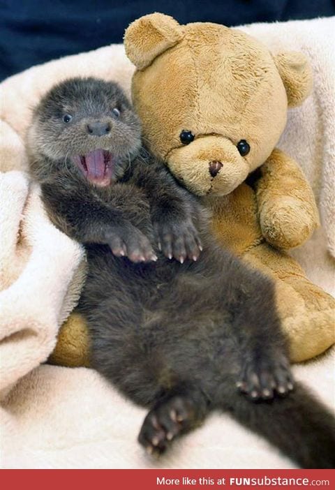 This otter is so excited to have a new friend