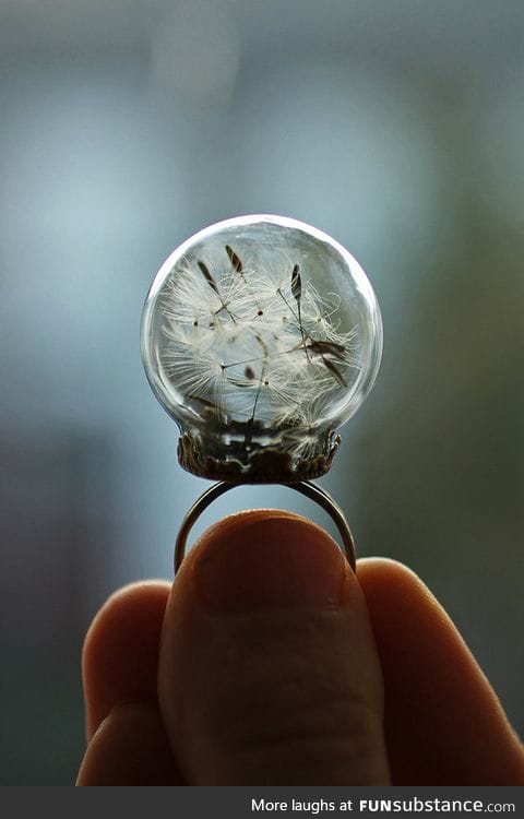 A dandelion ring