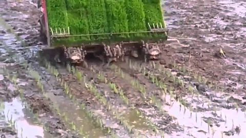 Technology of mass planting rice