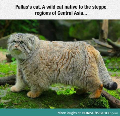 Pallas's Cat