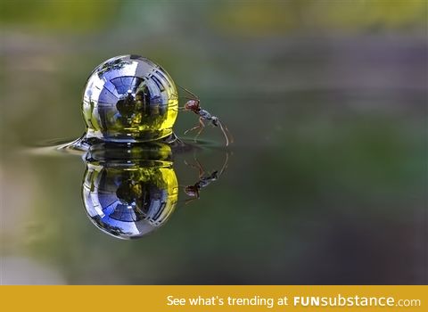 An ant rolling a sphere of water across the surface of a garden pond
