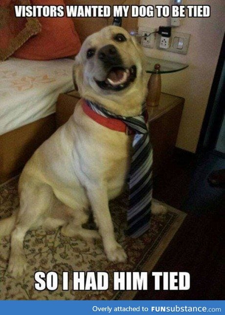 Now he can look smart, and kept under control