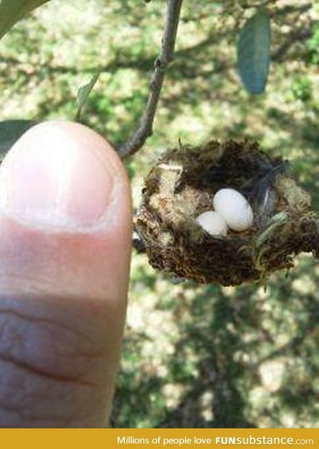 Nest of a hummingbrid