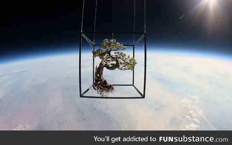 Bonsai tree in space
