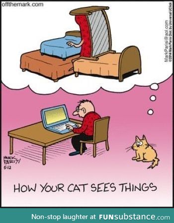 How your cat sees things