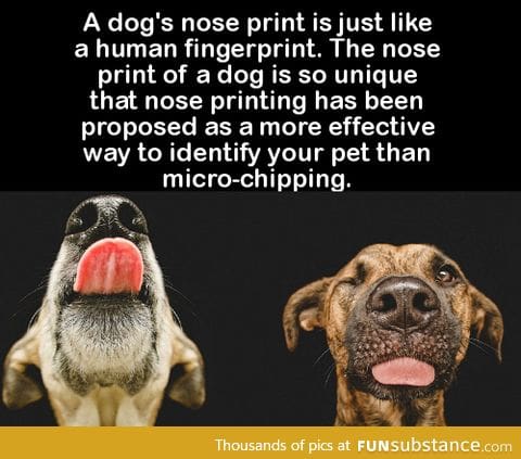 Dog print using nose