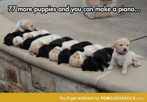 Puppies everywhere