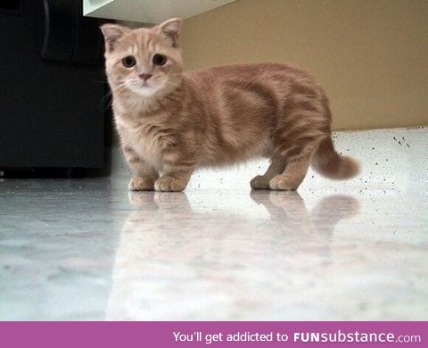 A munchkin cat. Half the leg size, double the cuteness