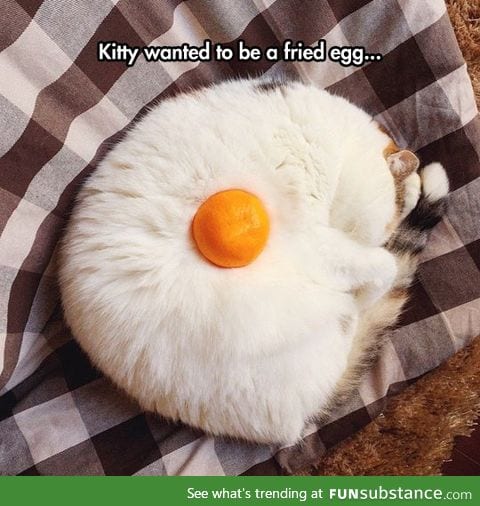 Fried egg cat