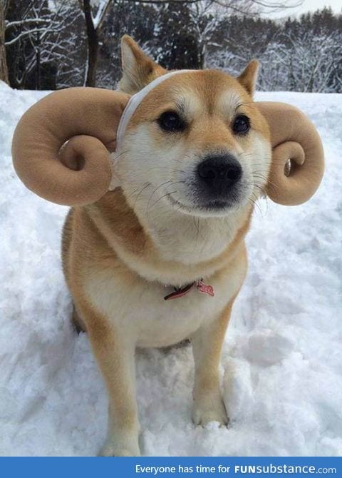 Doge Ram